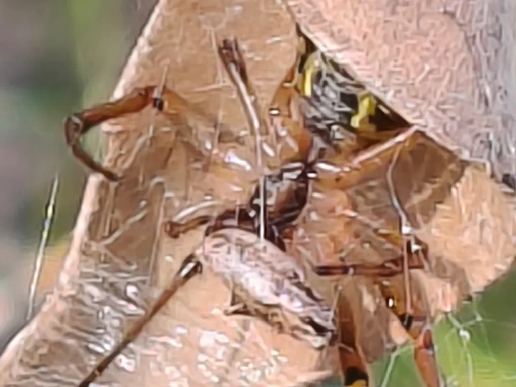 تم إطلاق هاتف Oppo Reno13 5G الجديد بسعة 12 جيجابايت + 512 جيجابايت باللون الأزرق السماوي 6 OppoReno13 SamplePhoto 20xZom 1024x768 1