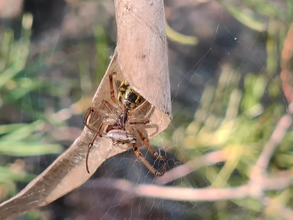 تم إطلاق هاتف Oppo Reno13 5G الجديد بسعة 12 جيجابايت + 512 جيجابايت باللون الأزرق السماوي 5 OppoReno13 SamplePhoto 5xZom 1024x768 1