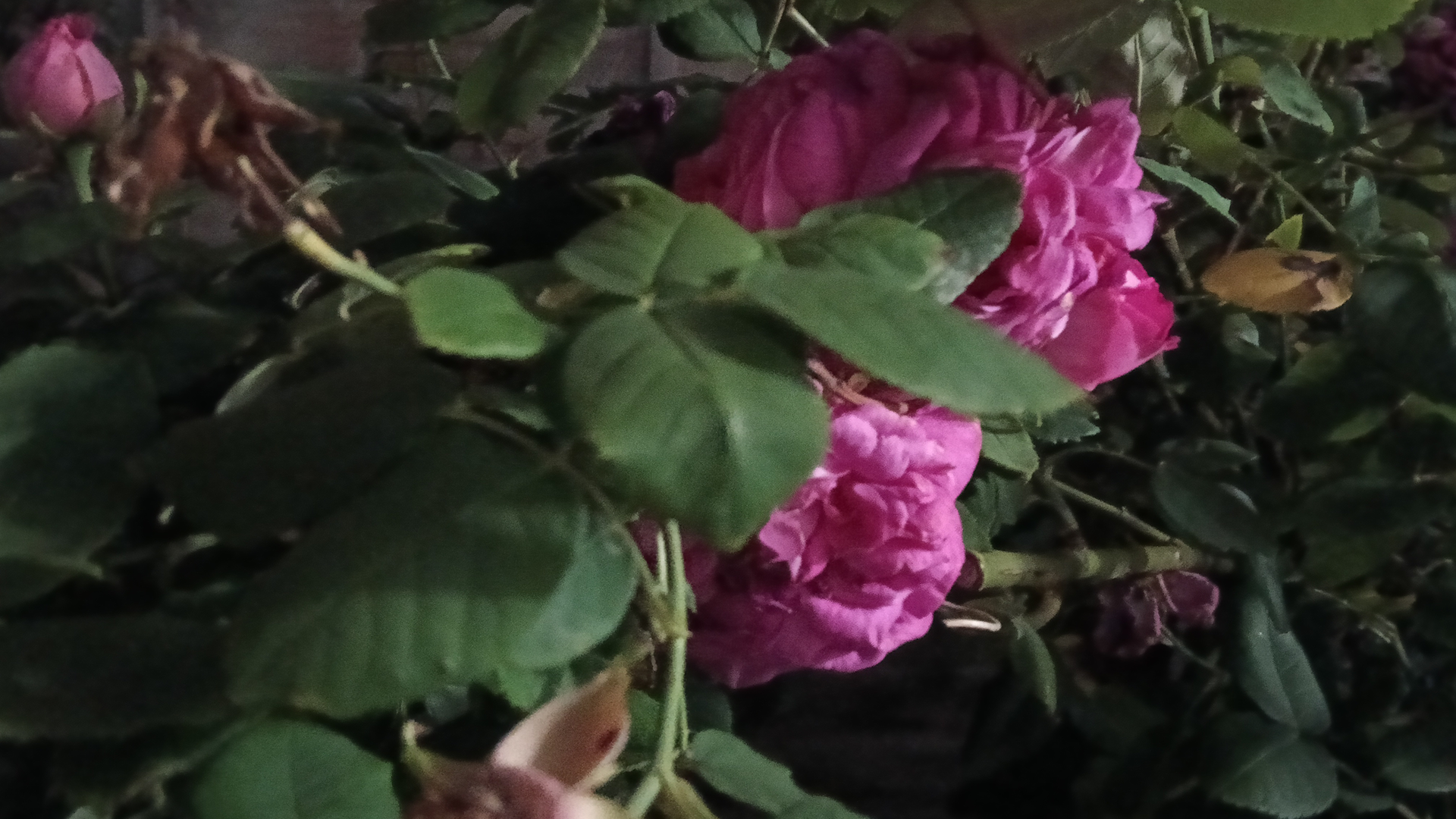 سعر و مواصفات اوبو A5 برو: يتسرب قبل إطلاقه في 24 أبريل 5 Oppo A5 Pro 5G photo tests1