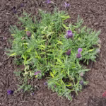 سعر و مواصفات سامسونج a16: التركيز على ما يهم 13 20250613 135241