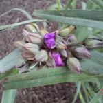 سعر و مواصفات سامسونج a16: التركيز على ما يهم 11 20250613 135641