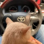 سعر iphone 11 في مصر: المراجعة الكاملة 20 iphone11shotsoriginal 1