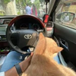 سعر iphone 11 في مصر: المراجعة الكاملة 19 iphone11shotsoriginal 2