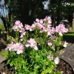 nV4Q4JCFceqzCWkVEYDzoR 1200 80.jpg