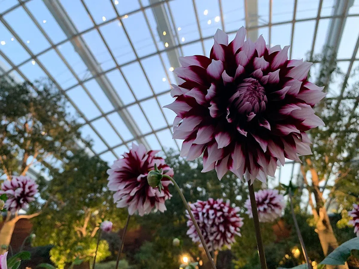 سعر ايفون اكس ماكس في مصر 256 جيجا مع الصور 18 15a12b919c3fe111bd3a472efc8c26197ee1e532c551889fad750fb6168cc86c