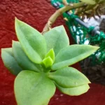 سعر اوبو a95 في مصر اليوم: مواصفات oppo a95 34 16 8