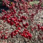 iphone 12 pro max سعر و مواصفات iphone 12 pro max 10 1605884221 20201114 154831738 ios thumb