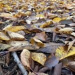 iphone 12 pro max سعر و مواصفات iphone 12 pro max 16 1605884253 20201114 155213837 ios thumb