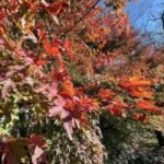 iphone 12 pro max سعر و مواصفات iphone 12 pro max 21 1605884321 20201114 155701684 ios thumb