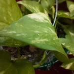 سعر اوبو a95 في مصر اليوم: مواصفات oppo a95 35 21 8