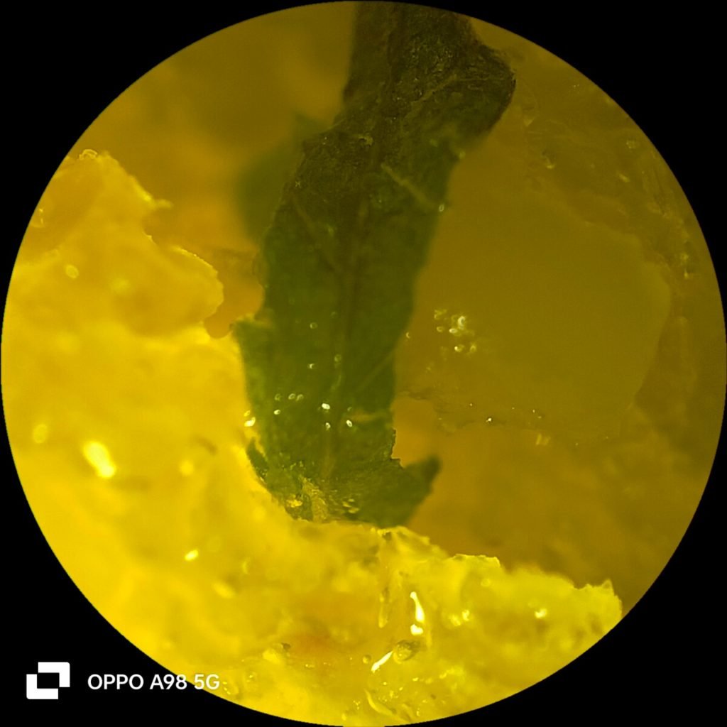 سعر اوبو a98 في مصر: المواصفات الكاملة 19 Micro20 3 oppo a98 5g review sample photos 20230915 1024x1024 1