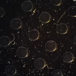 سعر اوبو رينو 7 في مصر 5G: مواصفات Oppo Reno 7 و عيوبه 12 NextPit Oppo Reno 7 microlens 15x dust on wireless charger