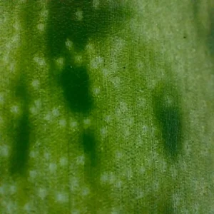 سعر اوبو رينو 7 في مصر 5G: مواصفات Oppo Reno 7 و عيوبه 7 NextPit Oppo Reno 7 microlens 15x plant