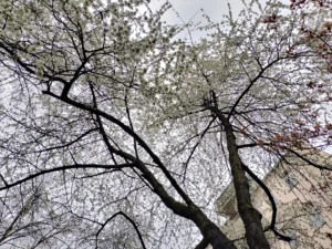 سعر اوبو رينو 7 في مصر 5G: مواصفات Oppo Reno 7 و عيوبه 16 NextPit Oppo Reno 7 4G main camera 64MP test day 7