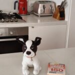 سعر و مواصفات Oppo Reno 13 F 5G - سعر Oppo Reno13 F 24 OPPO R13F dog 768x890 1