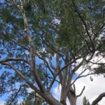 سعر و مواصفات سامسونج a56: المراجعة الكاملة 17 S4yAXrdpqiuLc73VfZprJe 1200 80.jpg