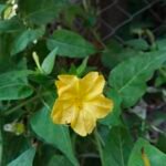 سعر vivo v40 lite:مواصفات, عيوب و سعر فيفو v40 لايت 14 Vivo V40 Lite Daylight 2