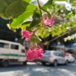 سعر vivo v40 lite:مواصفات, عيوب و سعر فيفو v40 لايت 13 Vivo V40 Lite Daylight 3