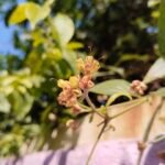 سعر vivo v40 lite:مواصفات, عيوب و سعر فيفو v40 لايت 10 Vivo V40 Lite Daylight 7