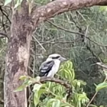 سعر و مواصفات سامسونج a56: المراجعة الكاملة 21 Y5ZU9PPjG3JNHCv6KBjMyB 1200 80.jpg