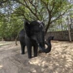 سعر ريلمي 12 برو: مواصفات Realme 12 Pro 30 gsmarena 011 1