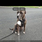 سعر و مواصفات سامسونج a56: المراجعة الكاملة 9 h6VZW78VH2vy6q3npShDyZ 1200 80.jpg