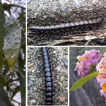 سعر و مواصفات سامسونج a56: المراجعة الكاملة 25 rNQu8HPLfq2daXB4MMjinE 1200 80.jpg