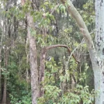 سعر و مواصفات سامسونج a56: المراجعة الكاملة 16 zgYACogC6484sWF5GPHq8D 1200 80.jpg