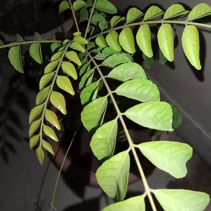 سعر ريلمي c15 - مواصفات realme c15 11 78339467