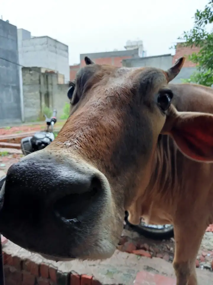 سعر ريلمي c15 - مواصفات realme c15 10 78339473