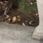 سعر ايفون 16 برو max في مصر - مواصفات iphone 16 pro max 8 XMiyFRcNVjRZWJvCESboZN 1200 80.jpg