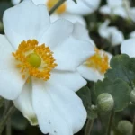 سعر ايفون 16 برو max في مصر - مواصفات iphone 16 pro max 44 YbX9BdemQwDDBcEPJQyCVU 1200 80.jpg