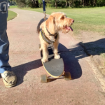 اوبو a52: سعر اوبو a52 في مصر اليوم - oppo a52 10 Zoey1