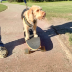 اوبو a52: سعر اوبو a52 في مصر اليوم - oppo a52 11 Zoey2