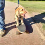 اوبو a52: سعر اوبو a52 في مصر اليوم - oppo a52 12 Zoey3