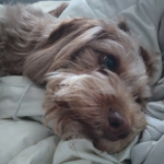 اوبو a52: سعر اوبو a52 في مصر اليوم - oppo a52 14 ZoeyNightMode