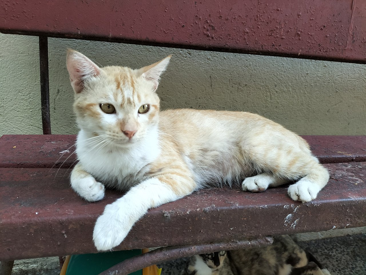 سعر اوبو a74 في مصر - مواصفات Oppo A74 6 gadgetmatch 20210615 oppo a74 5g sample 06