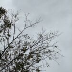 سعر OPPO Find X9 و مواصفاته - مميزات و عيوب أوبو فايند إكس 9 40 gadgetmatch samples 20251219 oppo find x9 26 768x1024 1