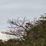 سعر OPPO Find X9 و مواصفاته - مميزات و عيوب أوبو فايند إكس 9 47 gadgetmatch samples 20251219 oppo find x9 30 768x1024 1