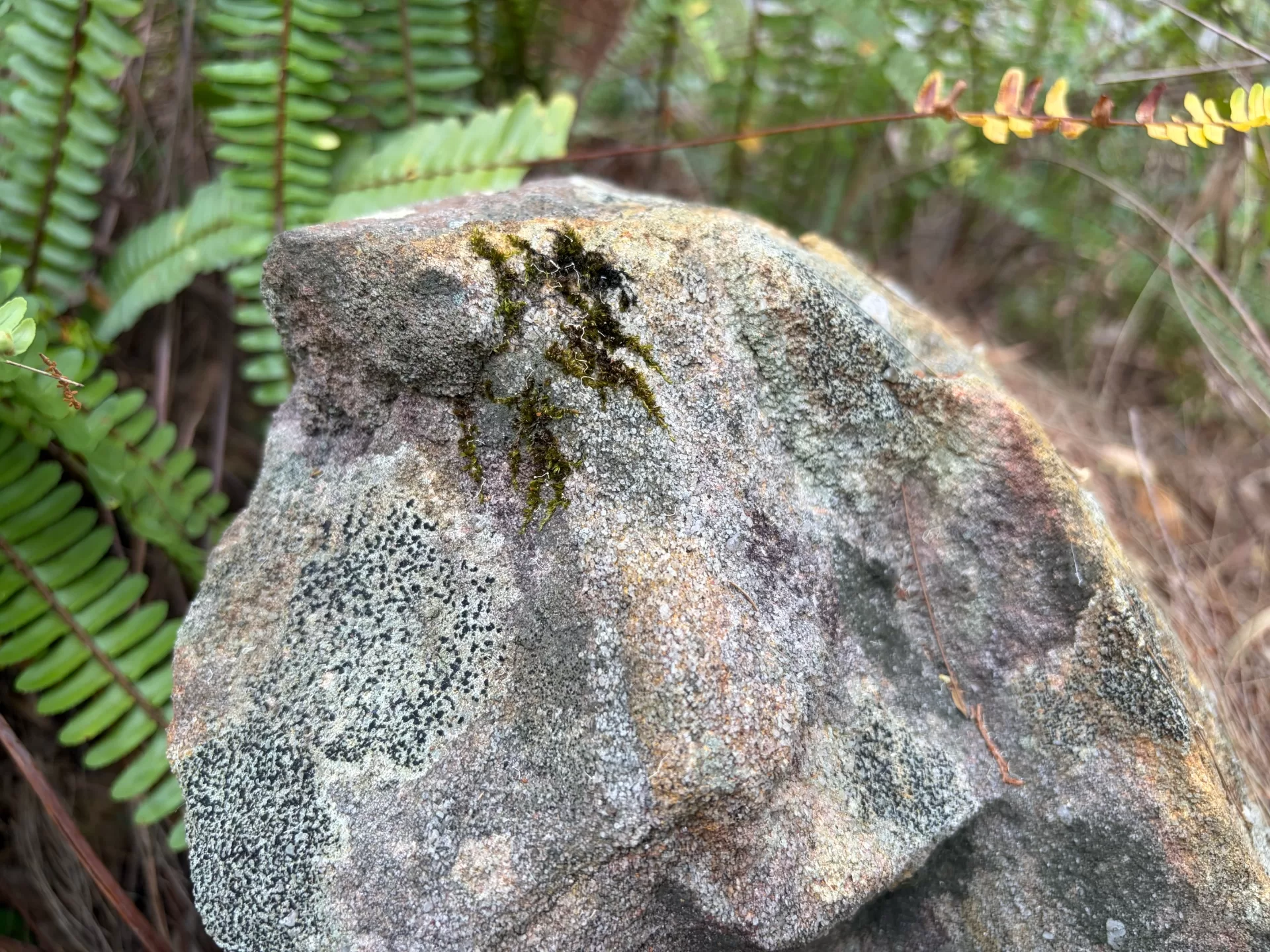 سعر و مواصفات iPhone 17 - مميزات و عيوب أيفون 17 5 iPhone17 SamplePhoto 2