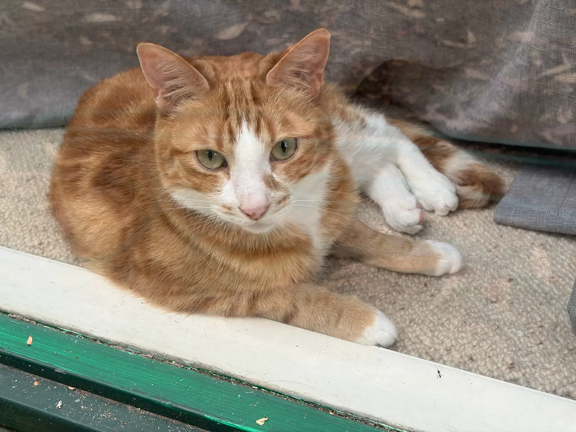 سعر و مواصفات iPhone 17 - مميزات و عيوب أيفون 17 3 iPhone17 SamplePhoto 4