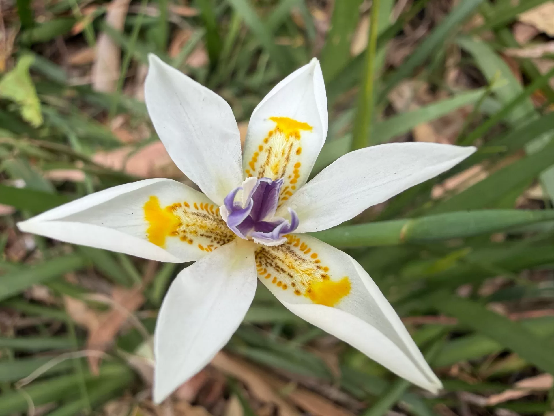 سعر و مواصفات iPhone 17 - مميزات و عيوب أيفون 17 7 iPhone17 SamplePhoto 5