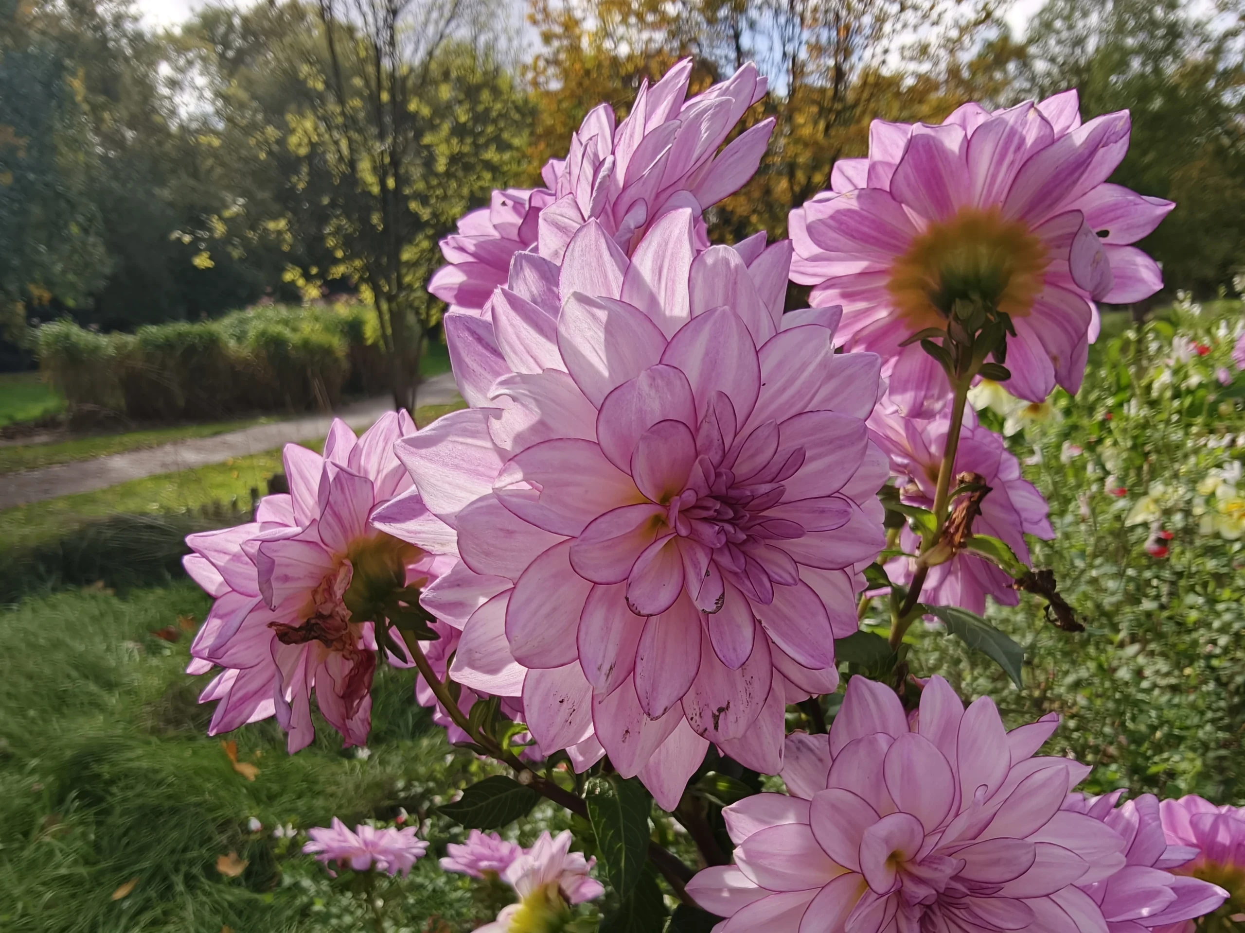 مراجعة هاتف Oppo Find X9 Pro: مصور بارع يفتقر إلى بريق معين 36 img20251024150045 copie scaled