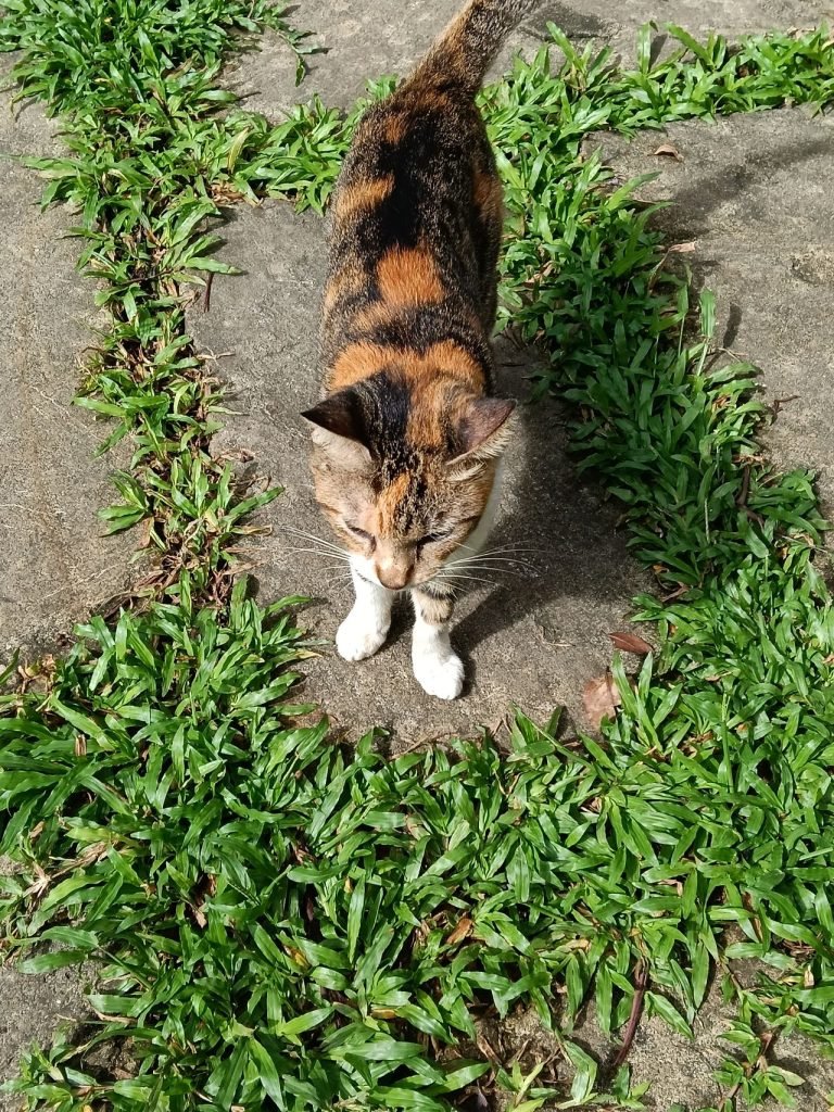 سعر أوبو A6 برو - مواصفات Oppo A6 Pro 21 oppo a6 pro camera photos 5