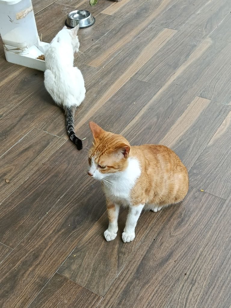 سعر أوبو A6 برو - مواصفات Oppo A6 Pro 20 oppo a6 pro camera photos 6