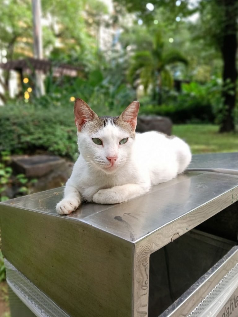 سعر أوبو A6 برو - مواصفات Oppo A6 Pro 19 oppo a6 pro camera photos 7