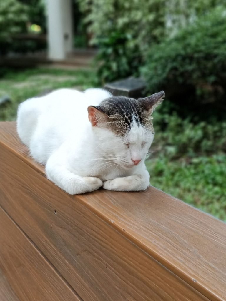 سعر أوبو A6 برو - مواصفات Oppo A6 Pro 31 oppo a6 pro camera photos cat portrait 20251231 768x1024 1