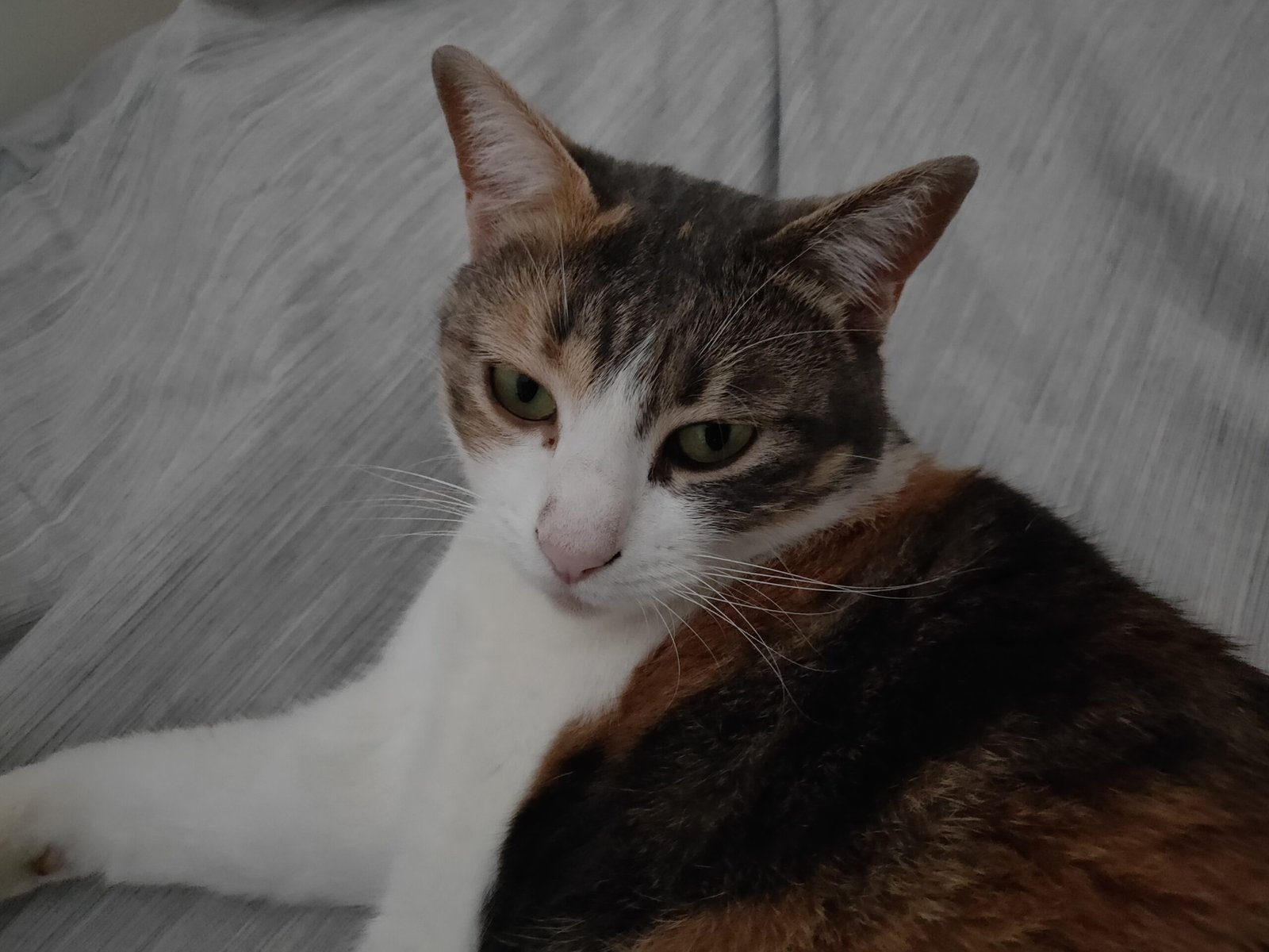 مراجعة هاتف Oppo Find X: جمال هيلين، ونقاط ضعفه 21 oppo find x photo interieur 4 scaled