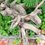 موبايل realme c53: سعر تليفون ريلمي سي 53 - ريلمي c53 21 realme C53 Review Camera Samples 10