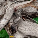 موبايل realme c53: سعر تليفون ريلمي سي 53 - ريلمي c53 20 realme C53 Review Camera Samples 11